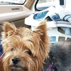 Meet your Posher, Julie